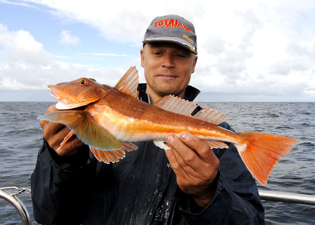 Tub Gurnard