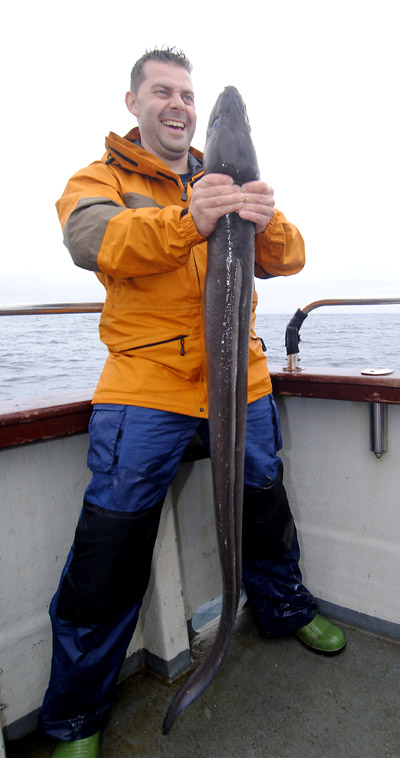 Conger