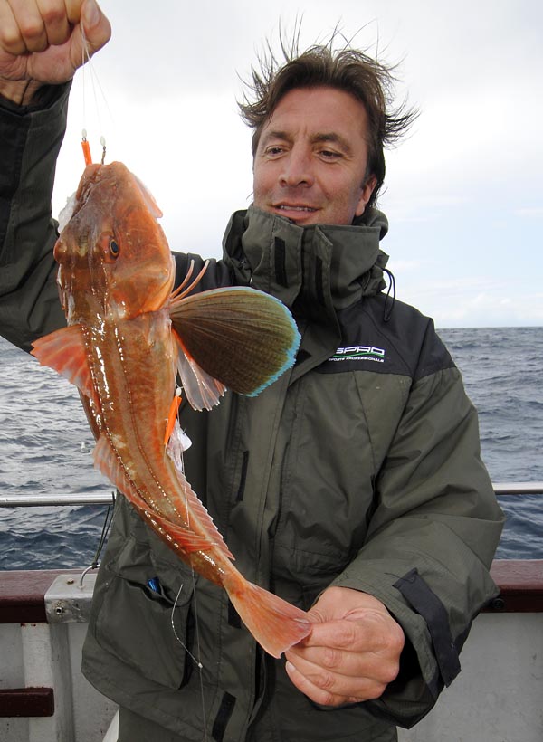 Tub Gurnard