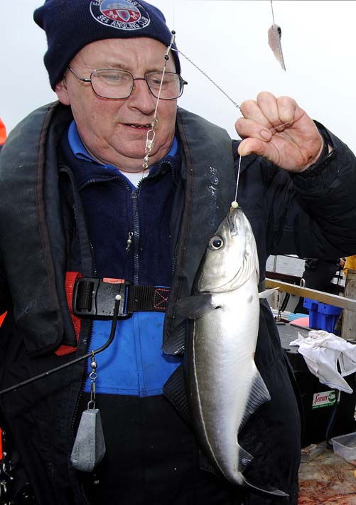 Coalfish
