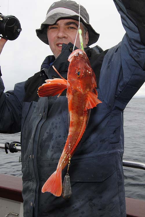 Red Gurnard