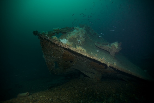 MV Pinto (low res)